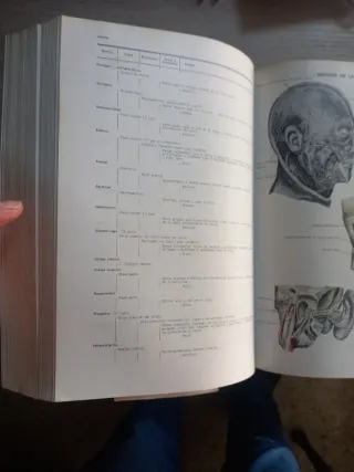 Diccionario terminologico de ciencias medicas