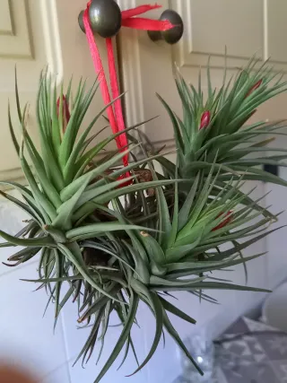 Pianta Tillandsia Aeranthos