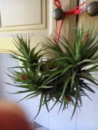 Pianta Tillandsia Aeranthos