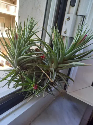 Pianta Tillandsia Aeranthos