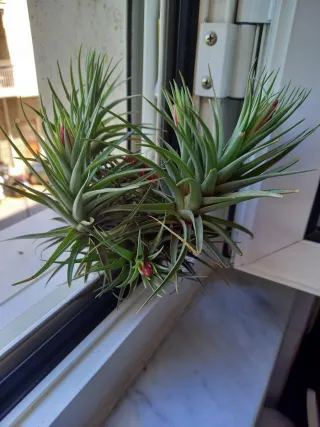 Pianta Tillandsia Aeranthos