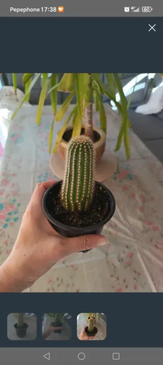 Cactus en maceta negra