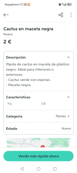 Cactus en maceta negra