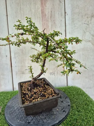 Cotoneaster Coral Beauty bonsai