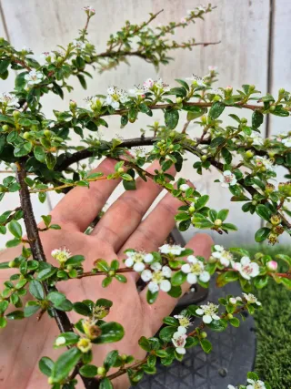 Cotoneaster Coral Beauty bonsai