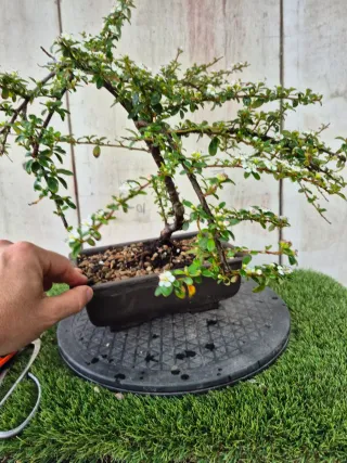 Cotoneaster Coral Beauty bonsai