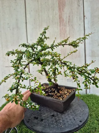Cotoneaster Coral Beauty bonsai