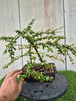 Cotoneaster Coral Beauty bonsai