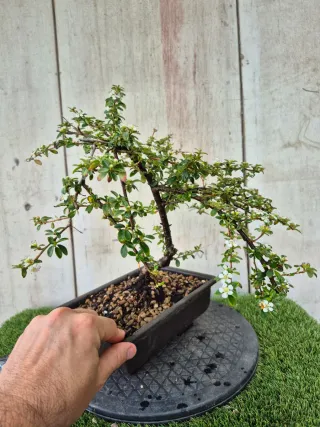 Cotoneaster Coral Beauty bonsai