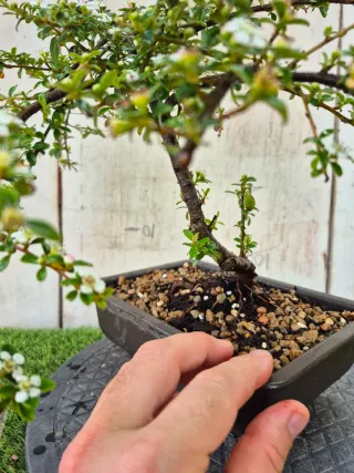 Cotoneaster Coral Beauty bonsai