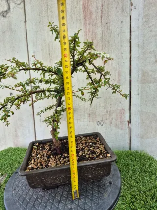 Cotoneaster Coral Beauty bonsai