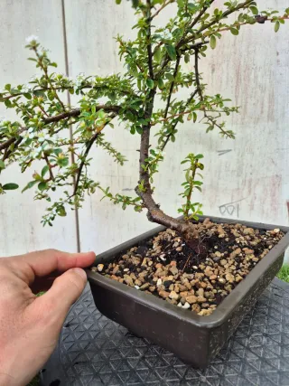 Cotoneaster Coral Beauty bonsai