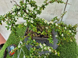 Cotoneaster Coral Beauty bonsai