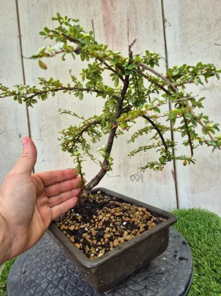 Cotoneaster Coral Beauty bonsai