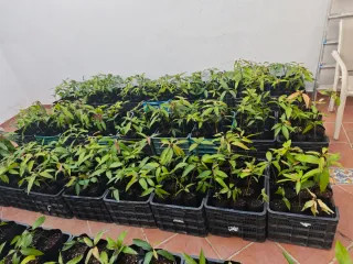 Plantones de Mango