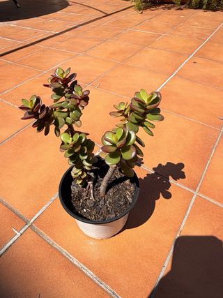Árbol de Jade