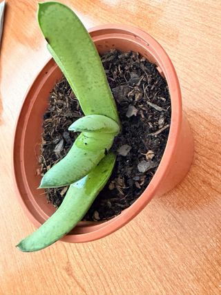 Suculenta en maceta