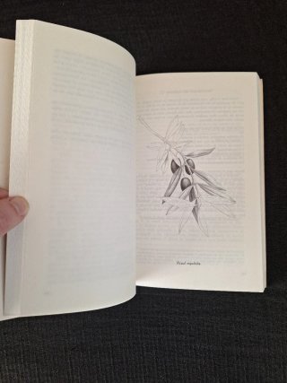 Mort Rosenblum. La aceituna
