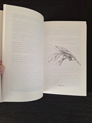 Mort Rosenblum. La aceituna