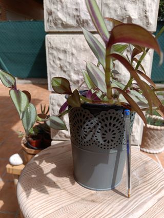 Planta Tradescantia Zebrina