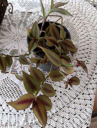 Planta Tradescantia Zebrina