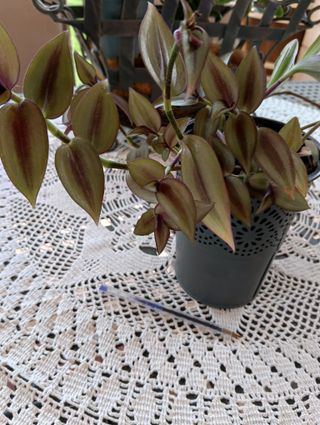 Planta Tradescantia Zebrina