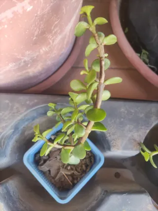 4 Talee Portulacaria - Piantine