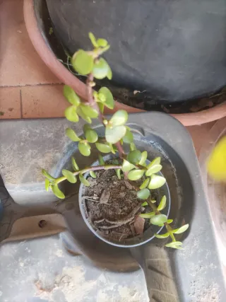 4 Talee Portulacaria - Piantine