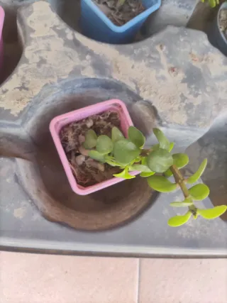 4 Talee Portulacaria - Piantine