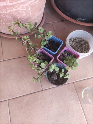 4 Talee Portulacaria - Piantine