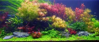Glutaraldehído para acuario