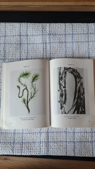 Libro Ingeniería Tca. Forestal