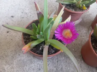 Plantas Uña de Gato con Flores Rosas