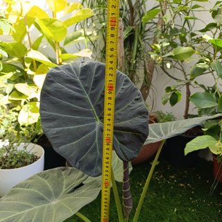 74cm Alocasia Regal Shield