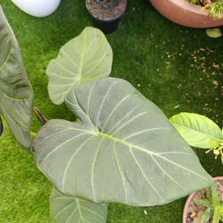 74cm Alocasia Regal Shield