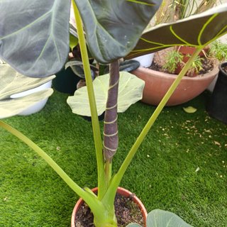 74cm Alocasia Regal Shield