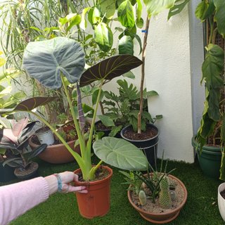 74cm Alocasia Regal Shield