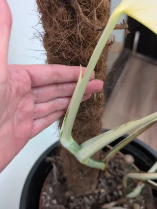 Monstera Albo white lava variegata