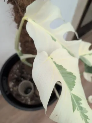 Monstera Albo white lava variegata