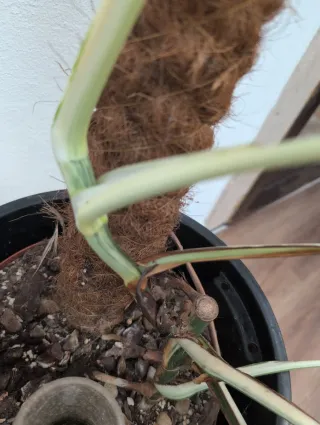 Monstera Albo white lava variegata
