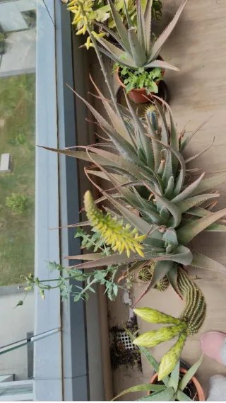 Maceta con aloes y cactus