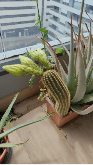 Maceta con aloes y cactus