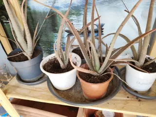 Maceta con aloes y cactus