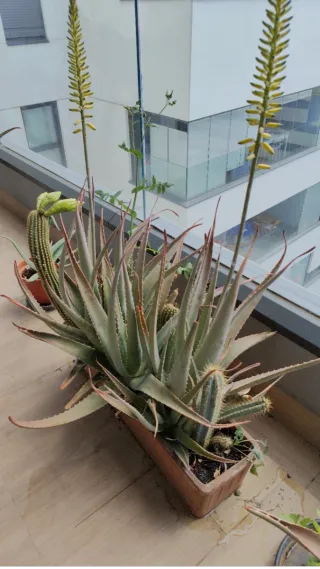 Maceta con aloes y cactus