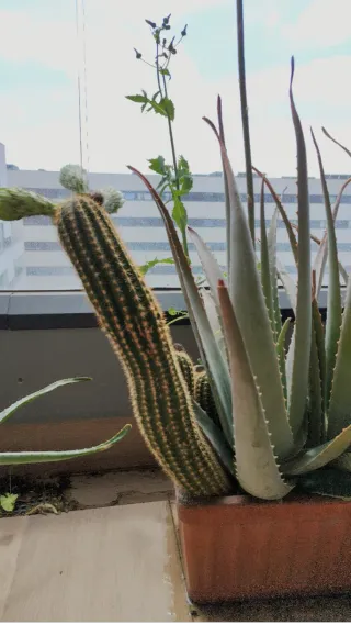 Maceta con aloes y cactus