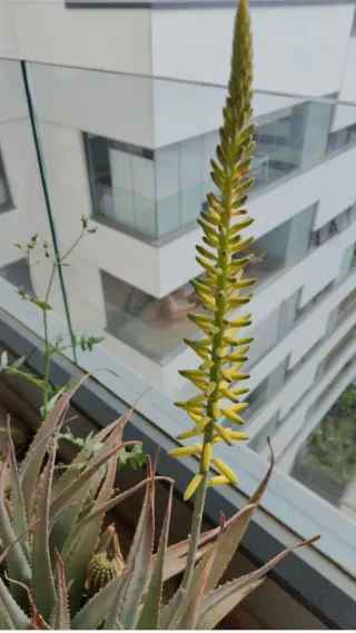 Maceta con aloes y cactus