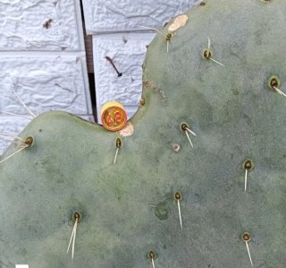 Fico d'India Opuntia Pala Tonda