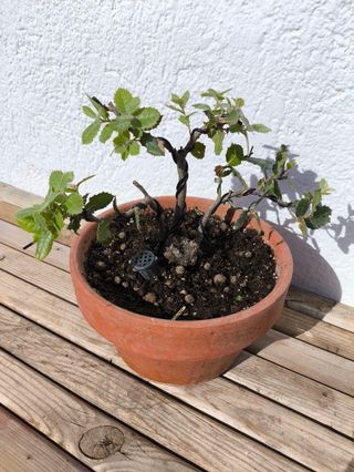 Bonsái Quercus Coccifera