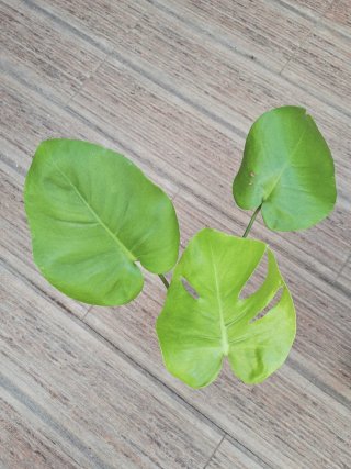Monstera Deliciosa Full Cheese Lemon Lime