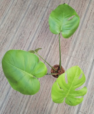 Monstera Deliciosa Full Cheese Lemon Lime